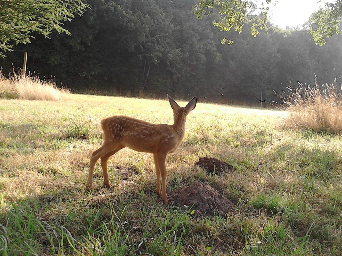 Le Rucher Bois-Normand-près-Lyre Buitenkant foto