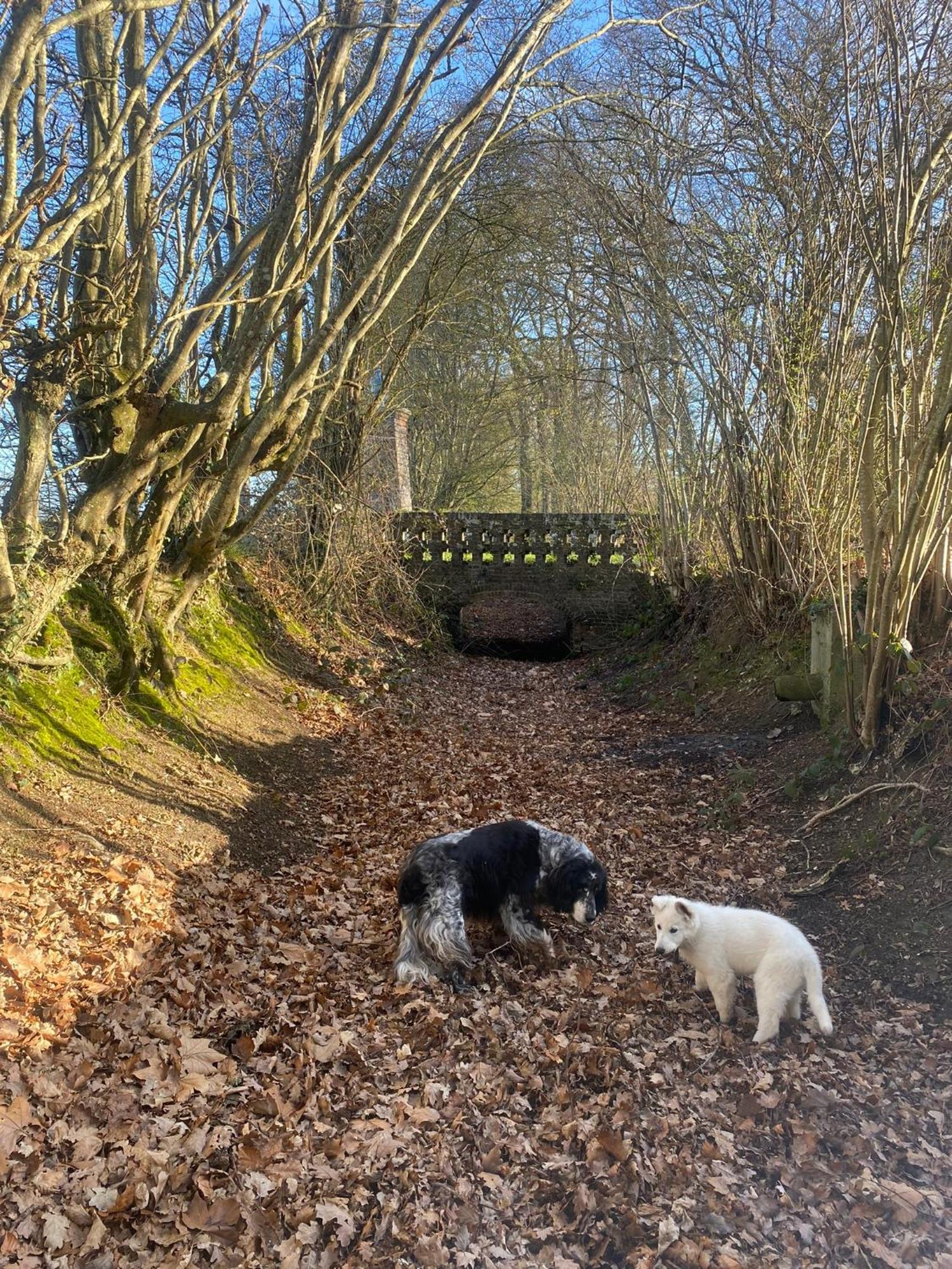 Le Rucher Bois-Normand-près-Lyre Buitenkant foto